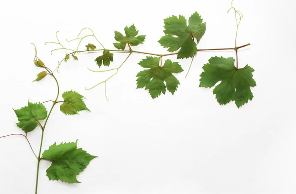 Hojas de uva verde natural con venas y vid —  Fotos de Stock