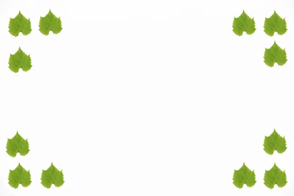 Moldura decorativa de folhas de uva naturais verdes em um fundo branco — Fotografia de Stock