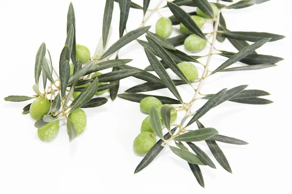 Зеленые оливки на ветвях с листьями — стоковое фото