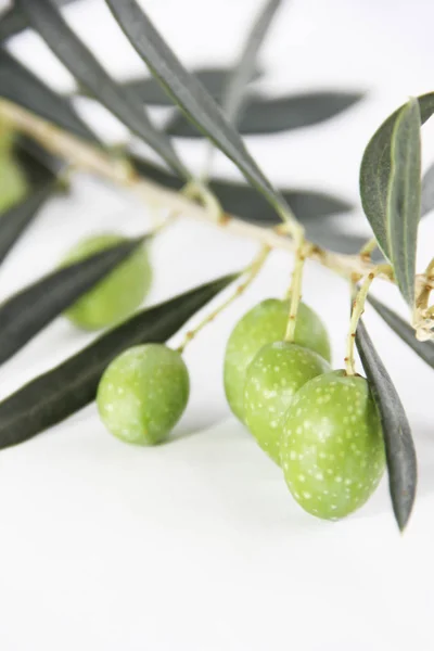 Azeitonas frescas naturais verdes em ramos com folhas — Fotografia de Stock