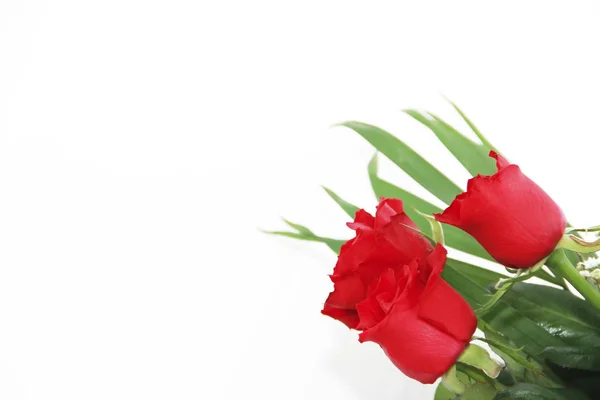 Piros természetes Rózsa dekoratív csokor zöld levelekkel — Stock Fotó