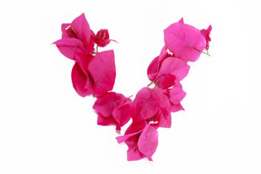 pembe doğal begonviller çiçek yuvarlak dekoratif çerçeve