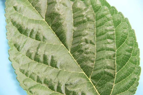 静脈パターンを持つ木の自然な緑の葉 — ストック写真