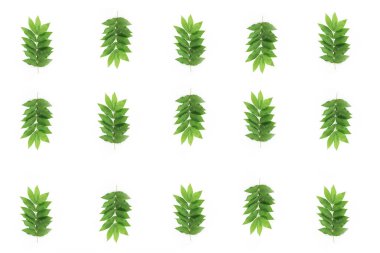 dekoratif yaz çerçeveleri, beyaz bir arka plan üzerinde doğal yeşil yaprakların kolaj