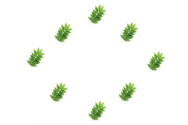 Marcos decorativos de verano, collage de hojas verdes naturales sobre un fondo blanco — Foto de Stock