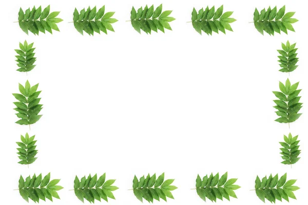 Διακοσμητικά καλοκαιρινά καρέ, κολάζ από φυσικά πράσινα φύλλα σε λευκό φόντο — Φωτογραφία Αρχείου