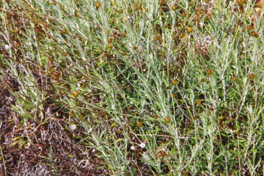 ormanda sonbahar yaz doğal sarı turuncu çim