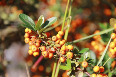 yeşil bir yaprak ile doğal deniz dikeni portakal küçük meyveleri