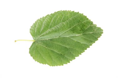 damar deseni ile ağacın doğal yeşil yaprakları