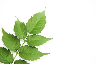 damar deseni ile ağacın doğal yeşil yaprakları