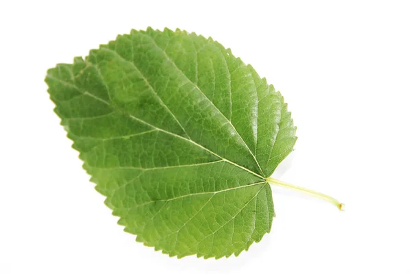 静脈パターンを持つ木の自然な緑の葉 — ストック写真