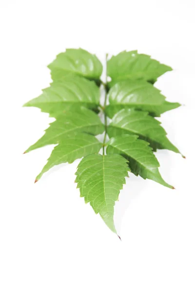 Natürliche Grüne Blätter Des Baumes Mit Venenmuster — Stockfoto