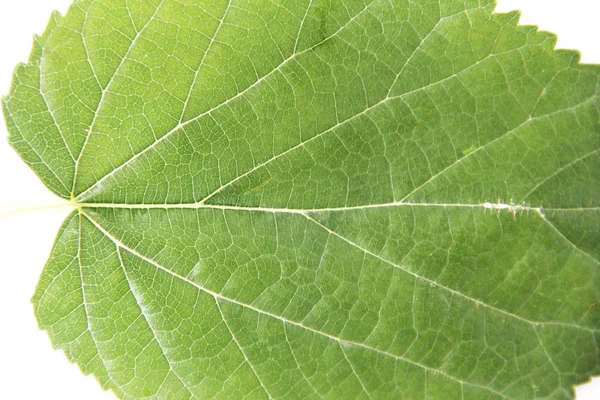 Натуральне Зелене Листя Дерева Візерунком Вени — стокове фото