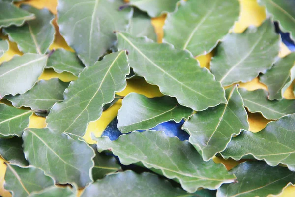 Feuilles Laurier Naturel Déchiré Vert Avec Des Stries Sur Fond — Photo