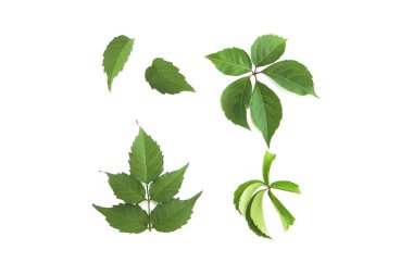 yeşil doğal kavak ağacı yaprakları beyaz bir arka planda damarlar ile