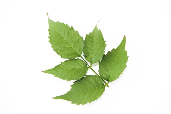 Grüne Natürliche Pappelblätter Mit Adern Auf Weißem Hintergrund — Stockfoto