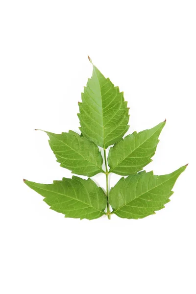 Zelené Přírodní Topol Strom Listy Žilami Bílém Pozadí — Stock fotografie