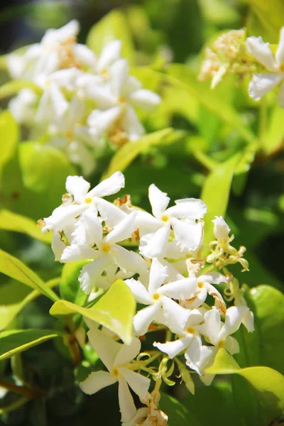 Flores Jasmim Brancas Naturais Contexto Verde Umas Folhas — Fotografia de Stock