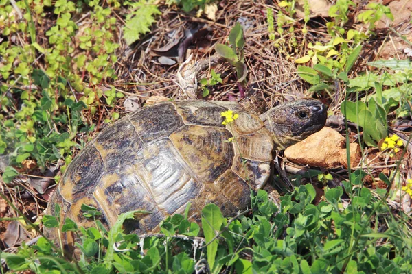 live brown tortoise in shell in wildlife on a background of green grass