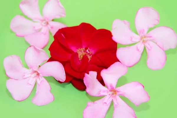 Flores Naturales Adelfa Rosa Rosa Roja Sobre Fondo Verde — Foto de Stock