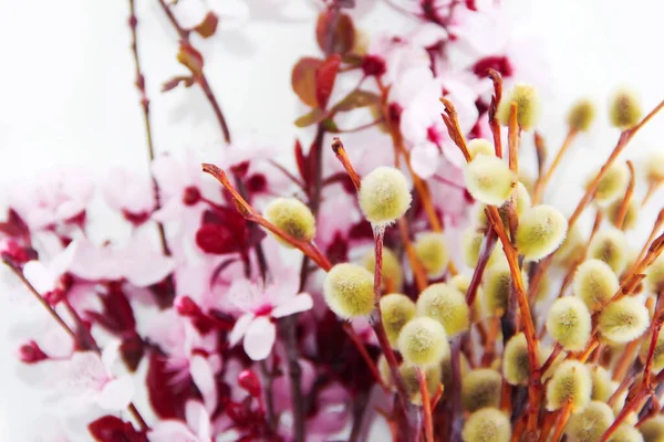 Ramas Con Flores Cerezo Rosa Sauce Amarillo Ramas — Foto de Stock