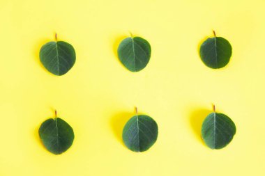 Sarı arkaplanda yeşil elma yaprakları
