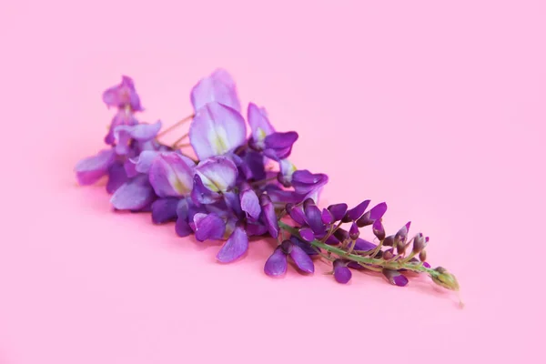 Flores Lupin Púrpura Natural Sobre Fondo Rosa — Foto de Stock