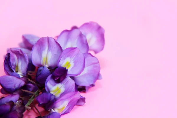 Flores Naturales Púrpura Lupin Rama — Foto de Stock