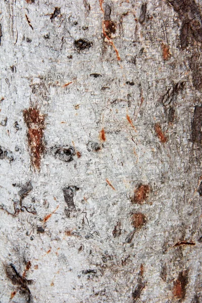 Textuur Van Natuurlijk Hout Gestreept Met — Stockfoto