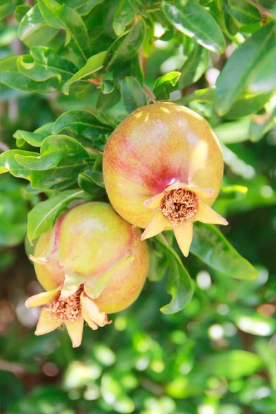 Fruto Romã Laranja Natural Folhas Verdes — Fotografia de Stock