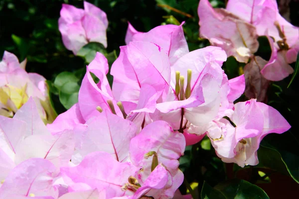 Natural Pink Bougainvillea Flowers Background Green Leaves — Stock Photo, Image