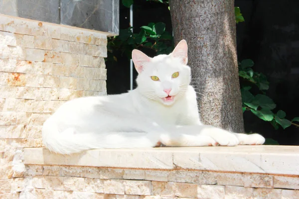 Kucing Berbulu Putih Dengan Mata Kuning Berbaring Atas Batu — Stok Foto