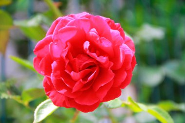 Yeşil yapraklı doğal pembe gül çiçeği.