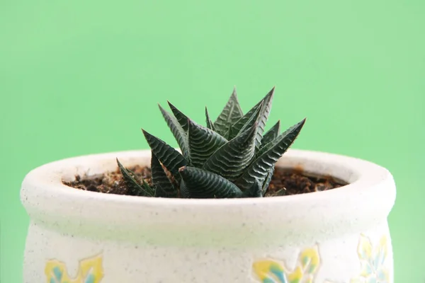 Cactus Aloe Espinoso Verde Maceta Cerámica Decorativa — Foto de Stock
