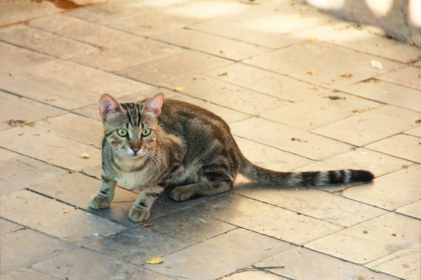 Kucing Tabby Coklat Duduk Jalan — Stok Foto