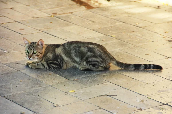 Καφέ Tabby Γάτα Κάθεται Στο Δρόμο — Φωτογραφία Αρχείου
