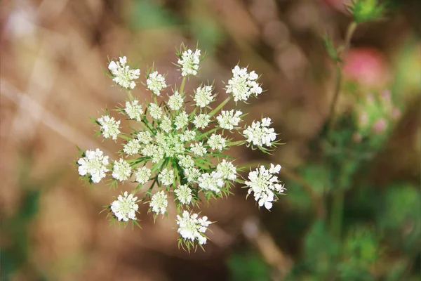 Біла Квітка Антріскуса Сильвестрового Зеленому Листі — стокове фото