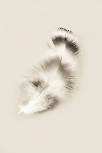 white black fluffy bird feather