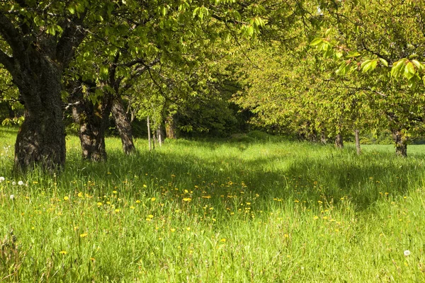 Green Trees Grass Park — Stock Photo, Image