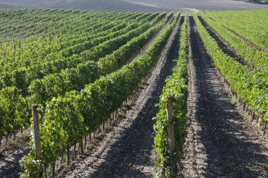 Eko üzüm bağları İtalya