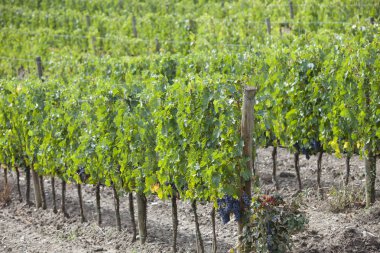 Eko üzüm bağları İtalya