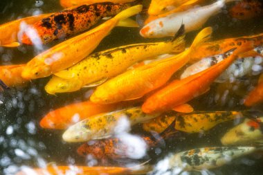 Japon balığı koleksiyonu, koi sazan