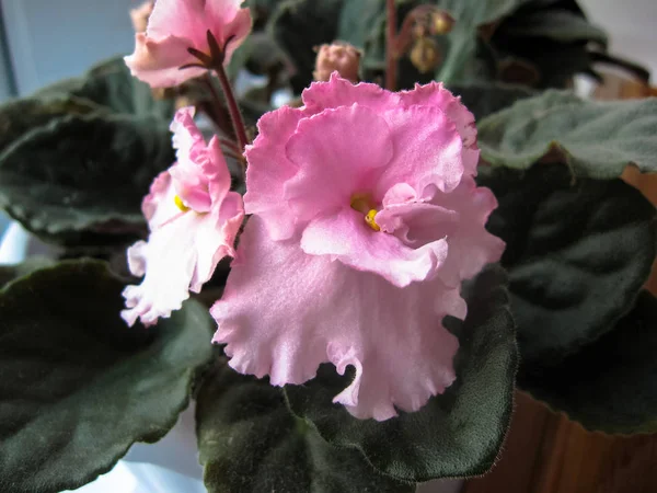 Чудова Квітка Фіолетовий Рожевого Кольору — стокове фото