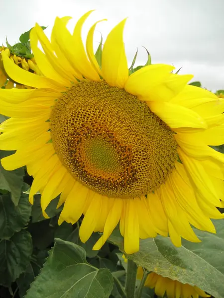 Flor Girasol Fotografiada Cerca Fondo Del Cielo Sombrío —  Fotos de Stock