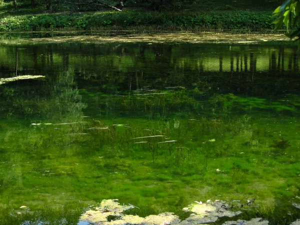 放棄された公園の池 — ストック写真