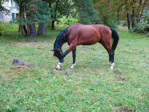 Красивый Большой Коричневый Конь Чешет Ногу — стоковое фото