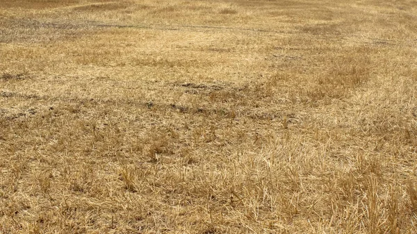 素晴らしい風景です 収穫後の小麦の黄色のフィールド — ストック写真