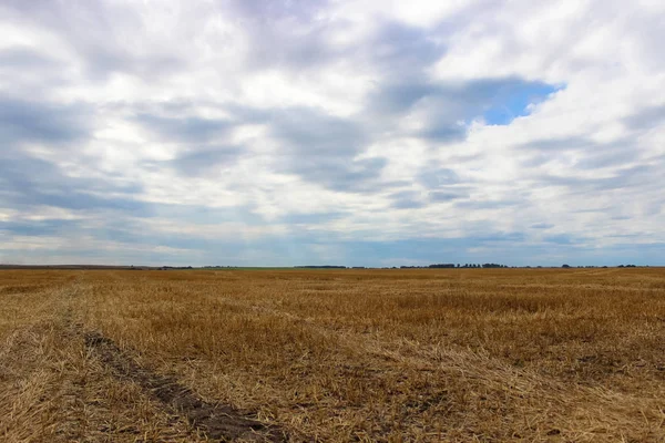 Чудесный Пейзаж Большое Желтое Поле Пшеницы После Сбора Урожая Пасмурного — стоковое фото