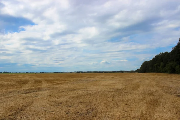 Eine Wunderbare Landschaft Ein Großes Gelbes Weizenfeld Nach Der Ernte — Stockfoto