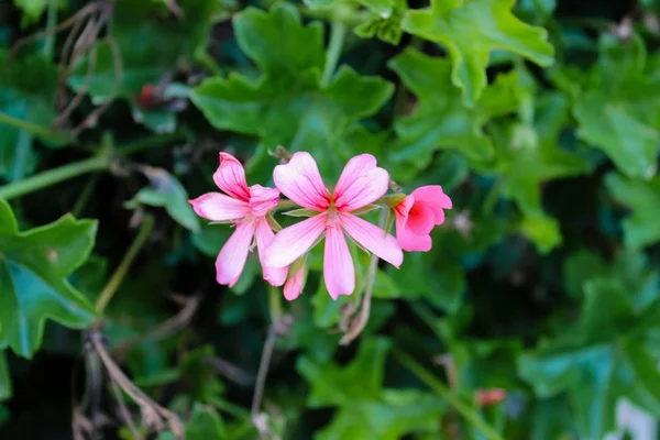 Wonderful Pink Flower Wild Background Blurred Green Leaves — Stock Photo, Image